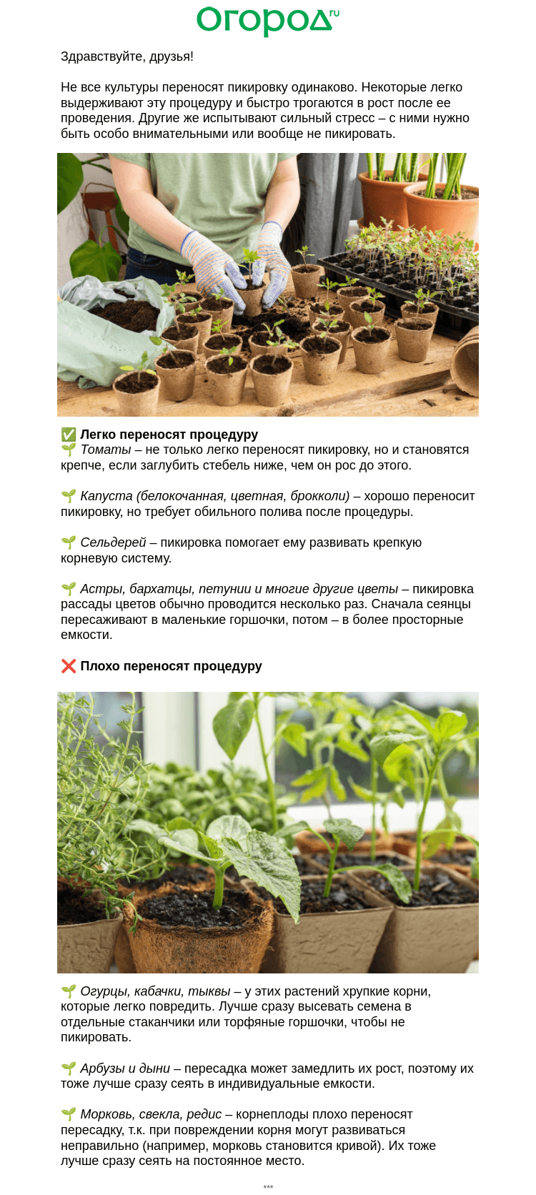 Письмо компании «Огород.ru» на тему «🌱 Что пикировать, а что нет»