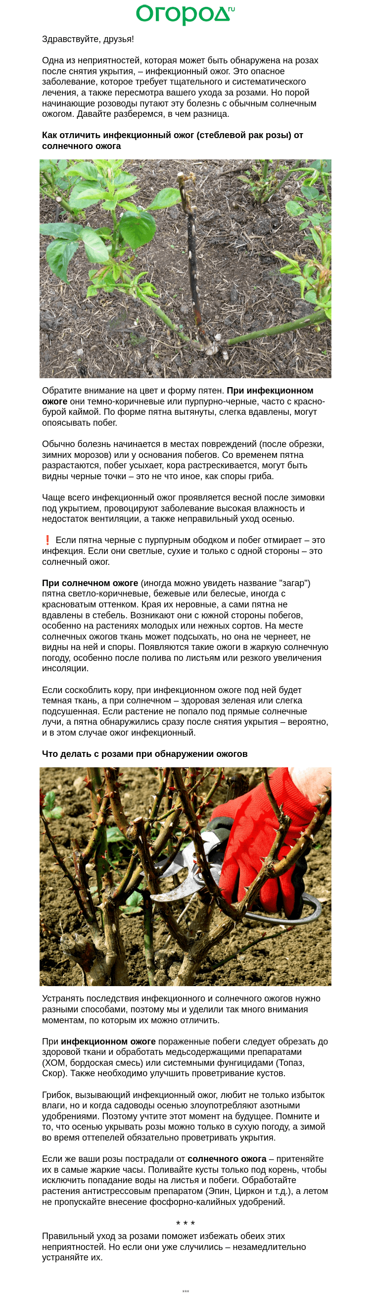 Письмо компании «Огород.ru» на тему «🌹 Как отличить инфекционный ожог роз от солнечного ☀️»