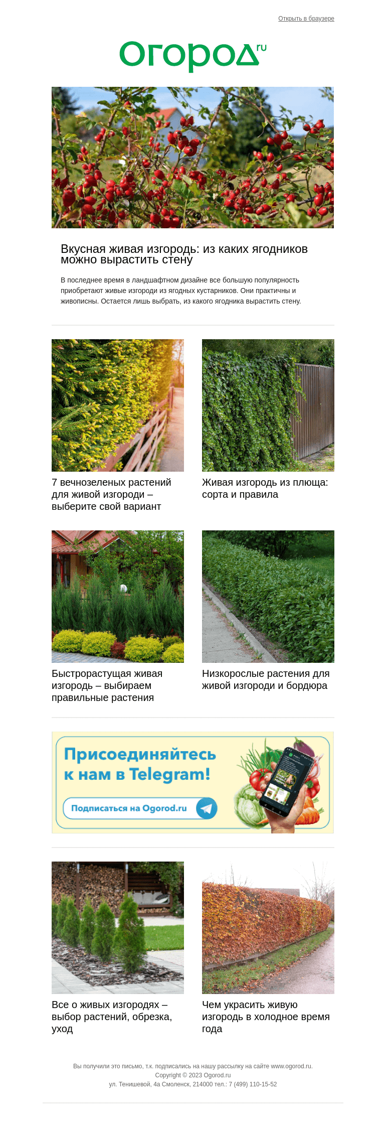 Письмо компании «Огород.ru» на тему «Вкусная 🍇 или вечнозеленая🌲 ? Обзор растений для живой изгороди»