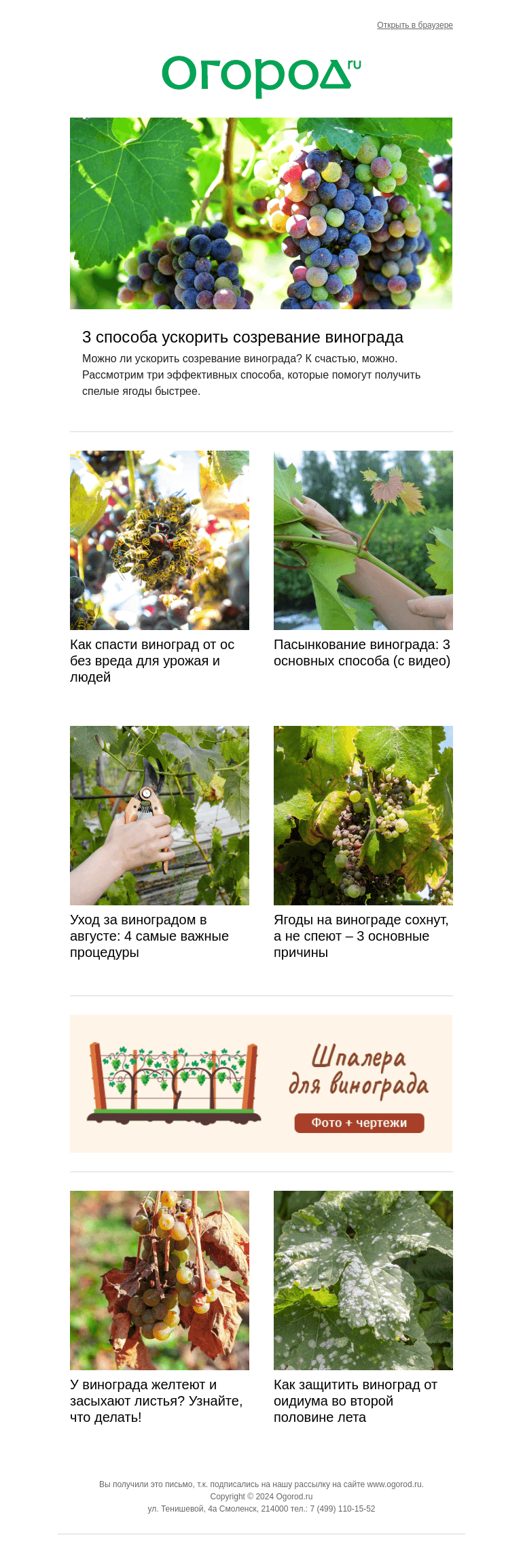 Письмо компании «Огород.ru» на тему «🍇 Ускоряем созревание винограда и спасает грозди от ос»