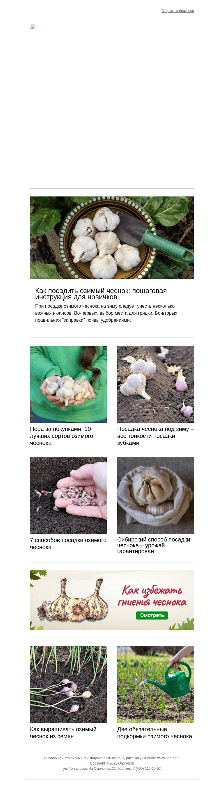 Письмо компании «Огород.ru» на тему «Совсем скоро сажать чеснок! Готовим грядку и посадочный материал»