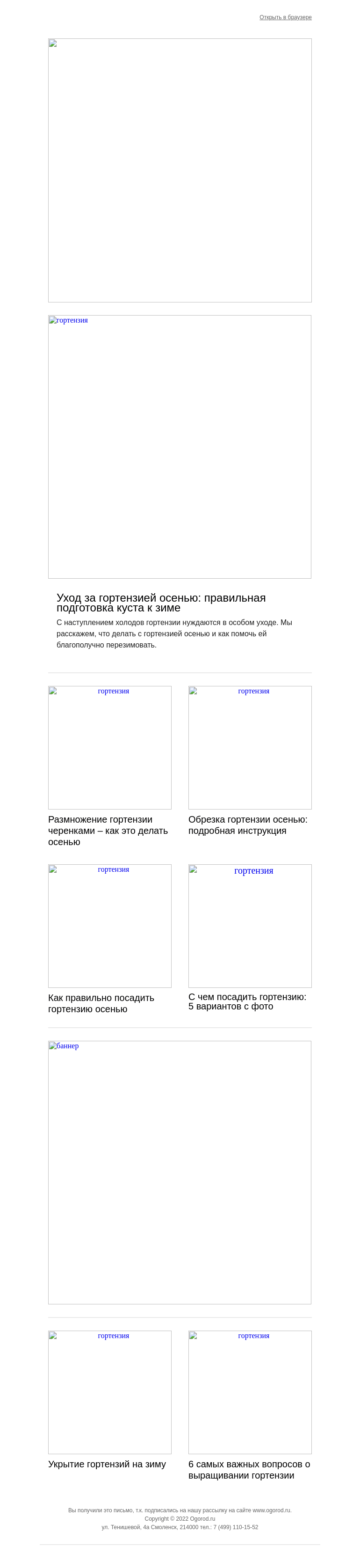 Письмо компании «Огород.ru» на тему «Осенние работы с гортензией»