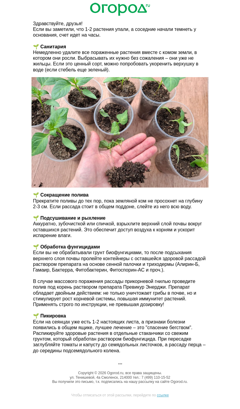 Письмо компании «Огород.ru» на тему «🌱 Черная ножка у рассады – план спасения»