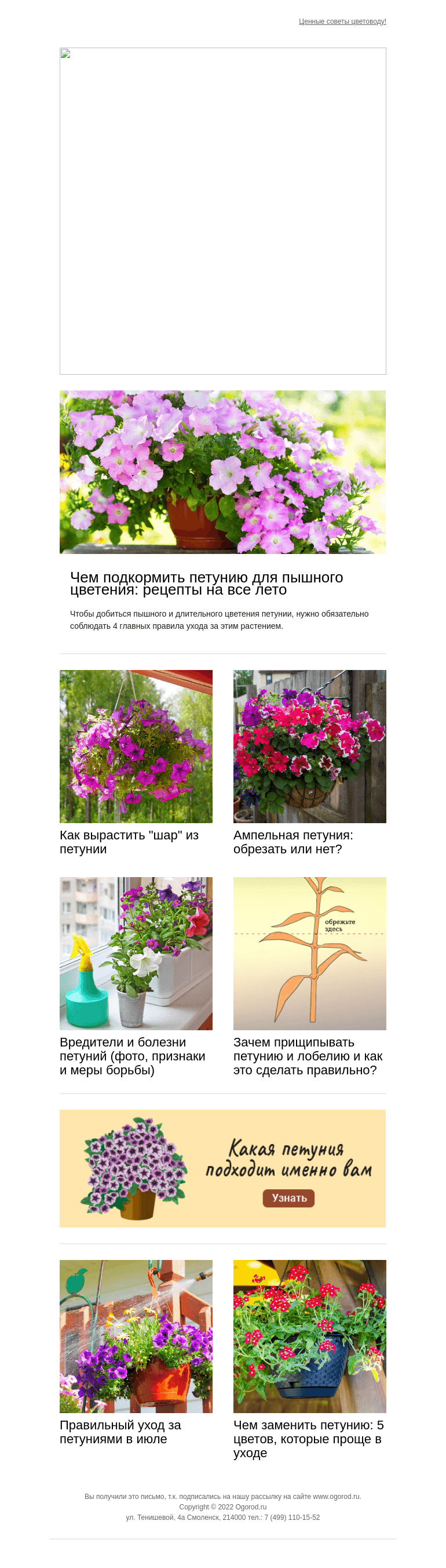 Письмо компании «Огород.ru» на тему «Как ухаживать за петунией летом, чтобы пышно цвела»
