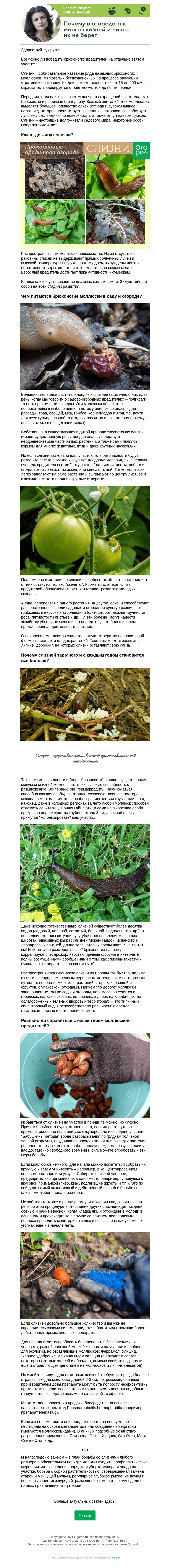 Письмо компании «Огород.ru» на тему «Колонка биолога. Почему в огороде много слизней и ничто их не берет»