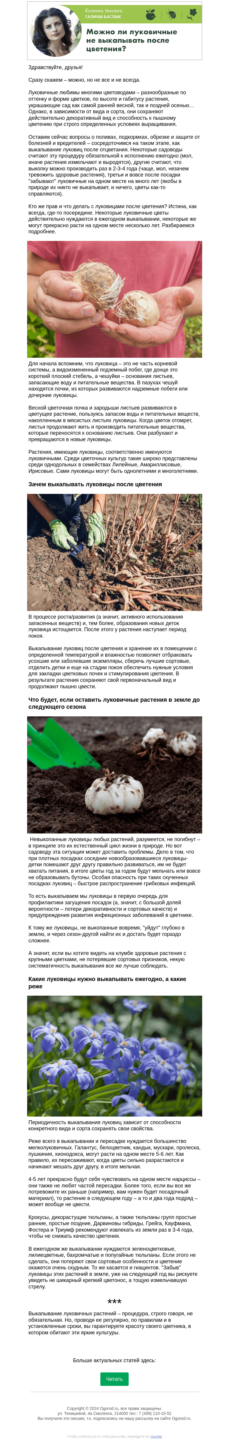 Письмо компании «Огород.ru» на тему «Колонка биолога. Можно ли луковичные не выкапывать после цветения?»