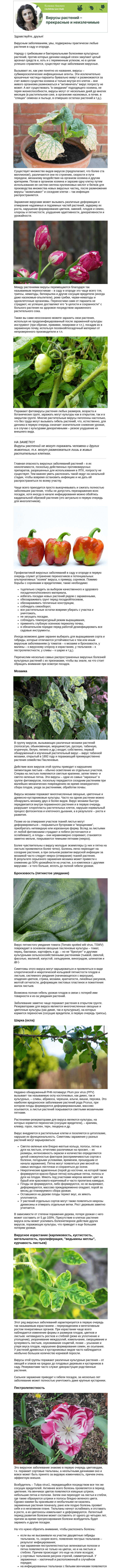 Письмо компании «Огород.ru» на тему «Колонка биолога. Вирусы растений – прекрасные и неизлечимые»