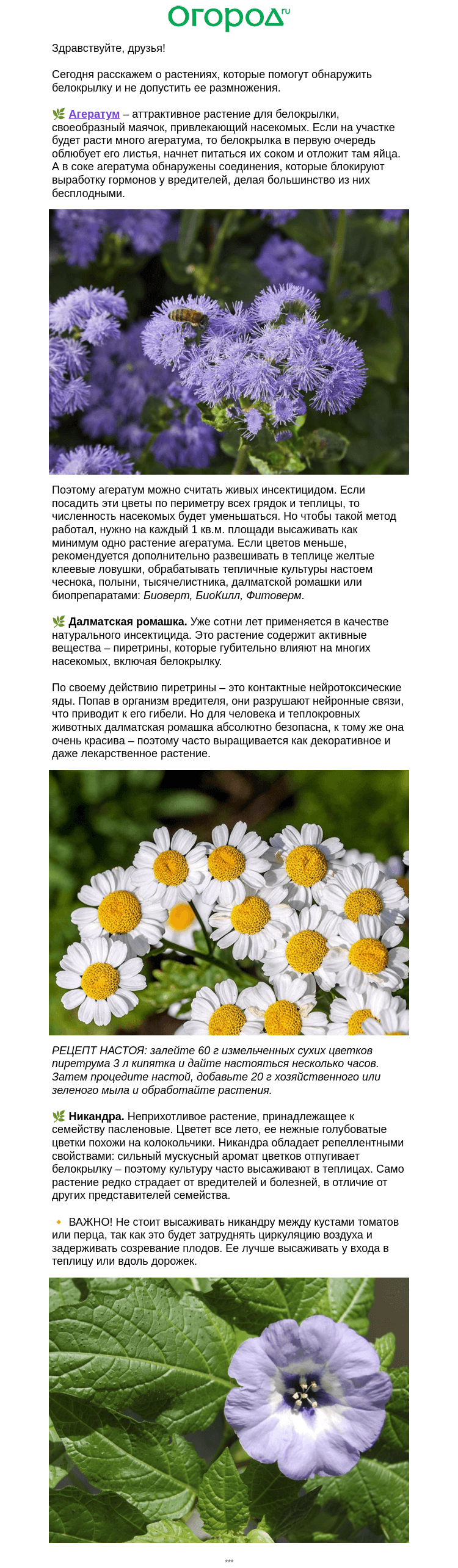 Письмо компании «Огород.ru» на тему «🌾 3 цветка от белокрылки»