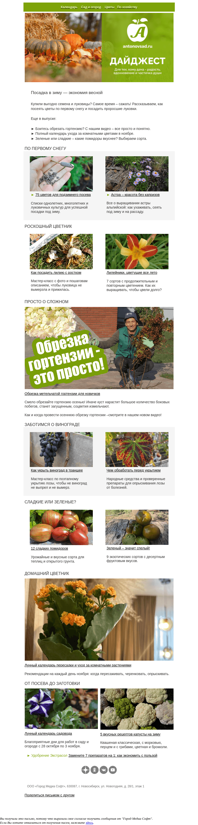 Письмо компании «Антонов сад» на тему «Цветочная луковица проросла – сажать в грунт или в горшок? 🌱»