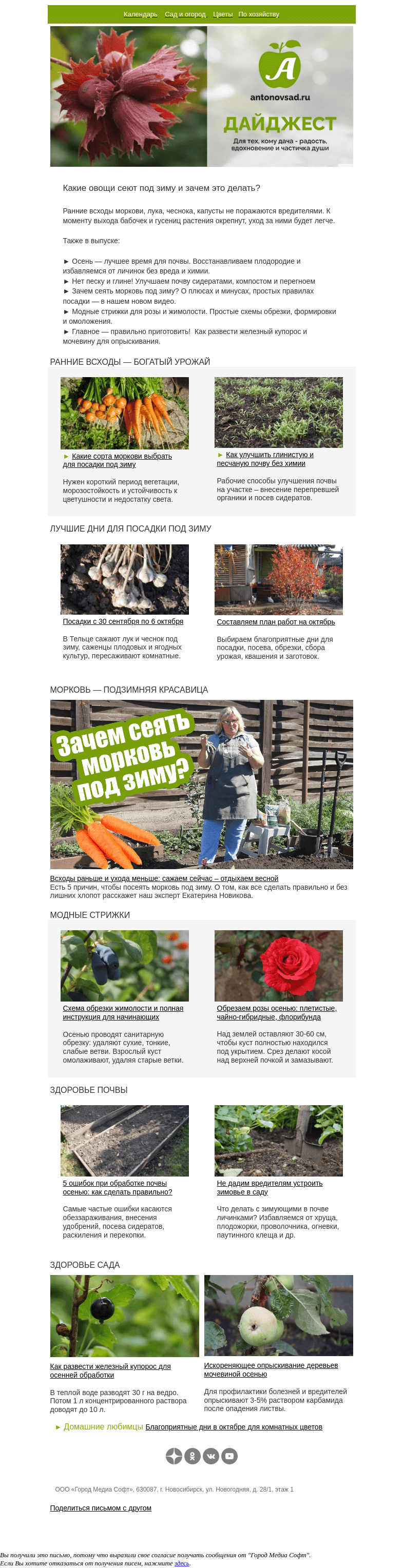 Письмо компании «Антонов сад» на тему «🥕Вам точно стоит посадить морковь под зиму! Сорта и полная инструкция»