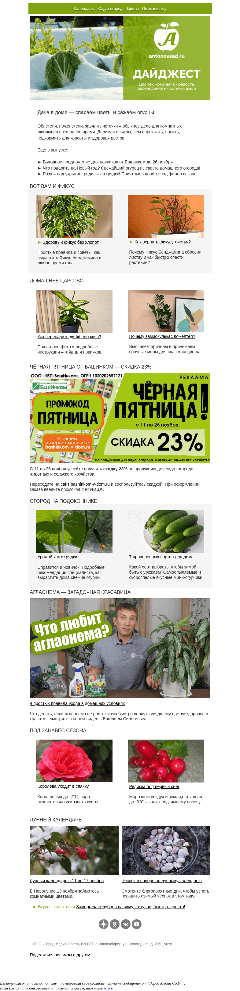Письмо компании «Антонов сад» на тему «5 шагов к урожаю – выращиваем огурцы к празднику🥒»