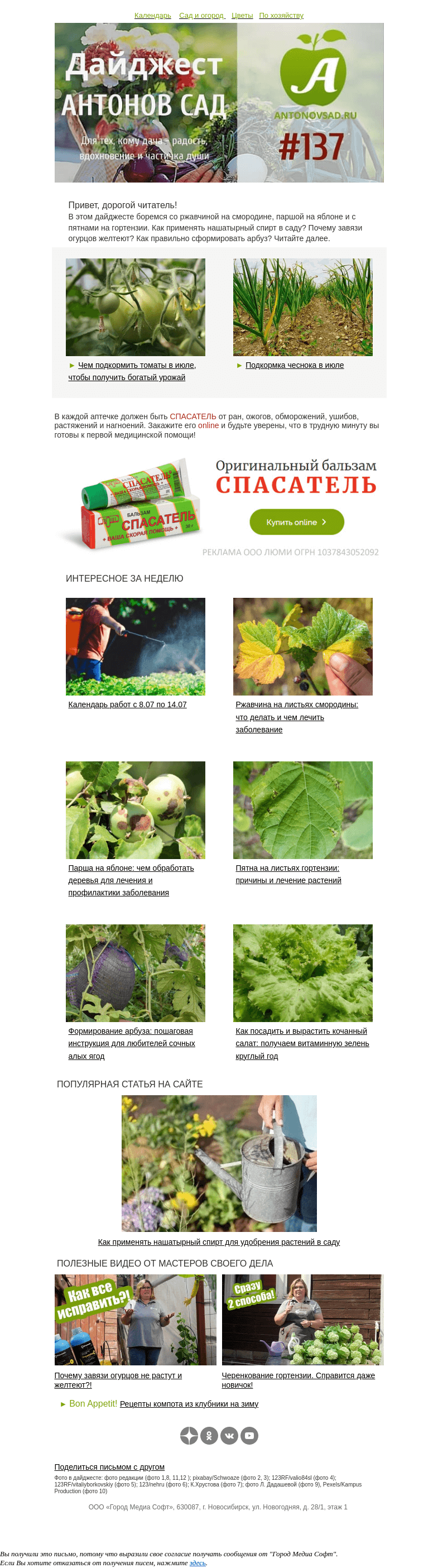 Письмо компании «Антонов сад» на тему «🧄Подкормка чеснока и томатов в июле🍅»