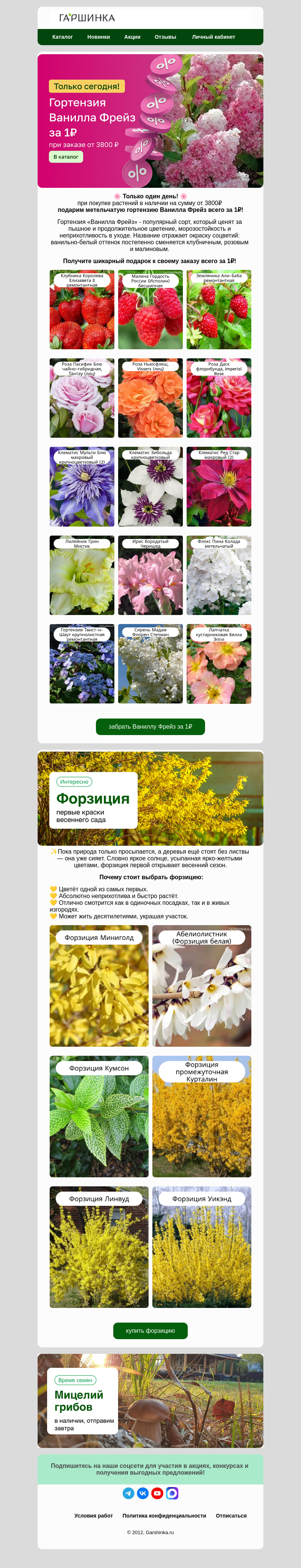 Письмо компании «Гаршинка.ру» на тему «🔥Только сегодня! Гортензия за 1₽!🌸»