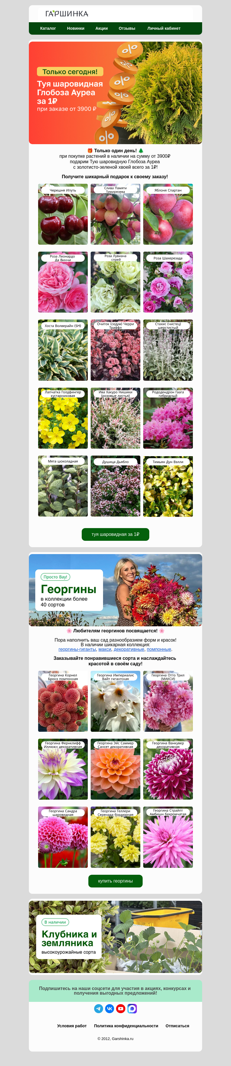 Письмо компании «Гаршинка.ру» на тему «🔥Только сегодня! Подарим тую за 1₽!🎁»