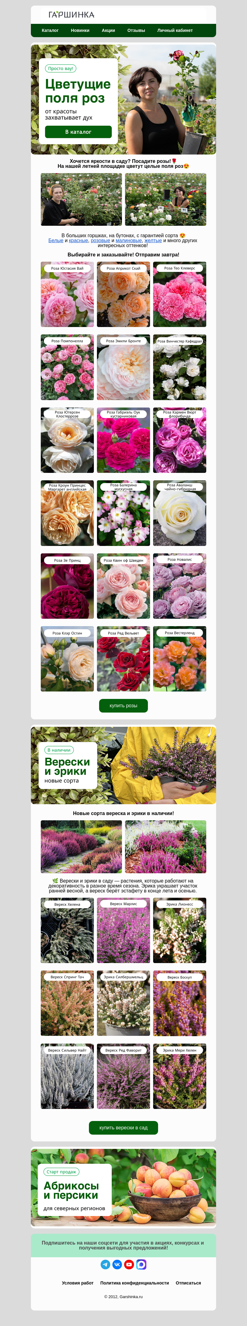 Письмо компании «Гаршинка.ру» на тему «😍Розы цветут! Гарантия сорта! Отправим завтра🌹»