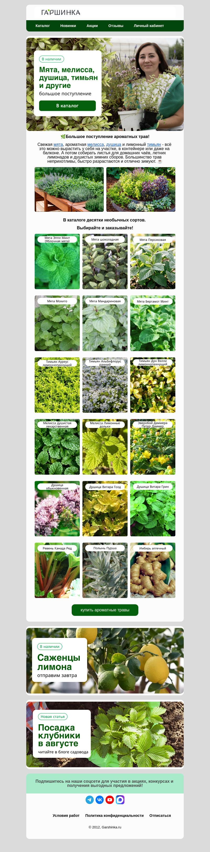Письмо компании «Гаршинка.ру» на тему «🌿Большое поступление! Мята, тимьян, душица и другие»