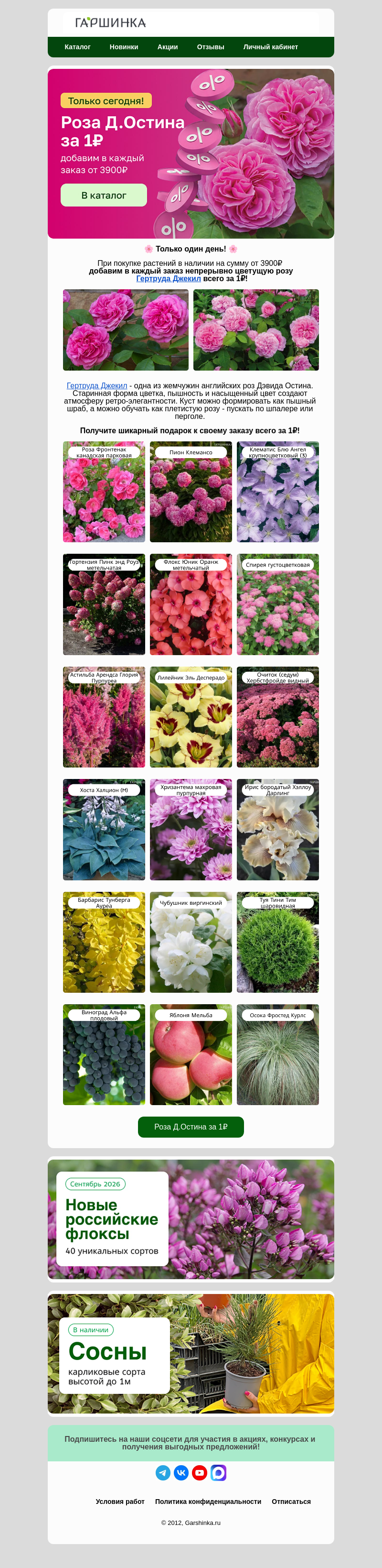 Письмо компании «Гаршинка.ру» на тему «🌹Роза Д.Остина за 1₽😍Легендарный сорт с историей»