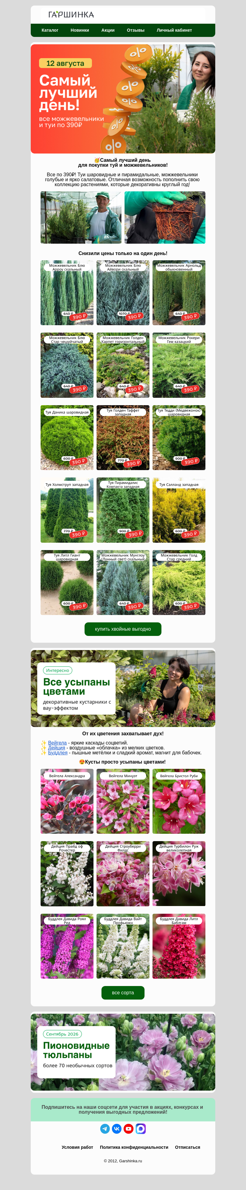 Письмо компании «Гаршинка.ру» на тему «🔥Фиксируем цены!🌲Туи и можжевельники по 390₽»