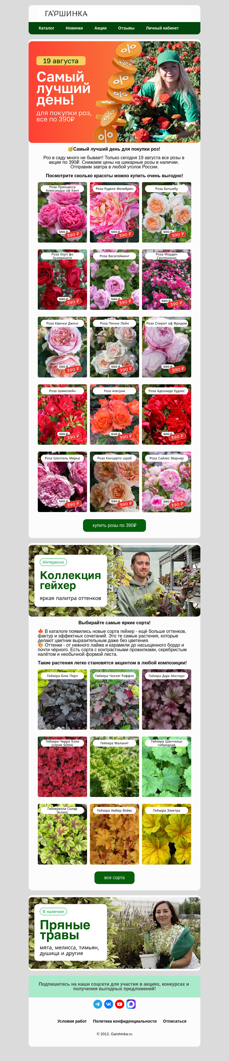 Письмо компании «Гаршинка.ру» на тему «📢Снижаем цены! Розы по 390₽! Только сегодня!»