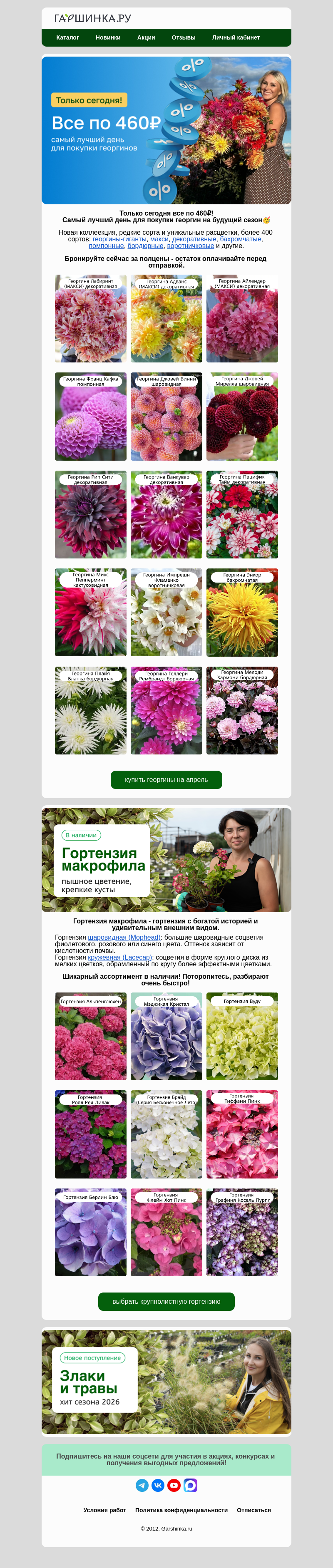 Письмо компании «Гаршинка.ру» на тему «📢Роняем цены! Все георгины сегодня по 460₽!🔥»