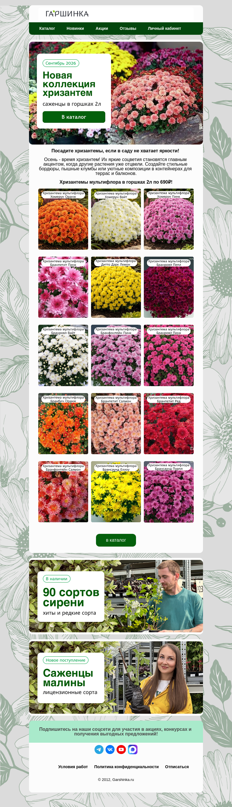 Письмо компании «Гаршинка.ру» на тему «🌼Хризантемы мультифлора в больших горшках!😍»