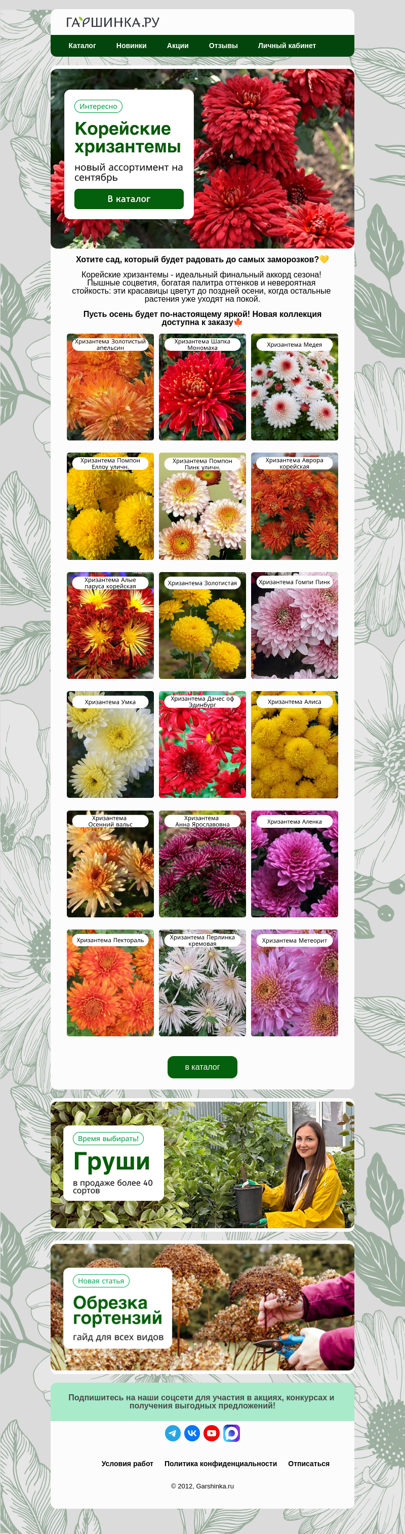 Письмо компании «Гаршинка.ру» на тему «💛Корейские хризантемы🍁Новый ассортимент»