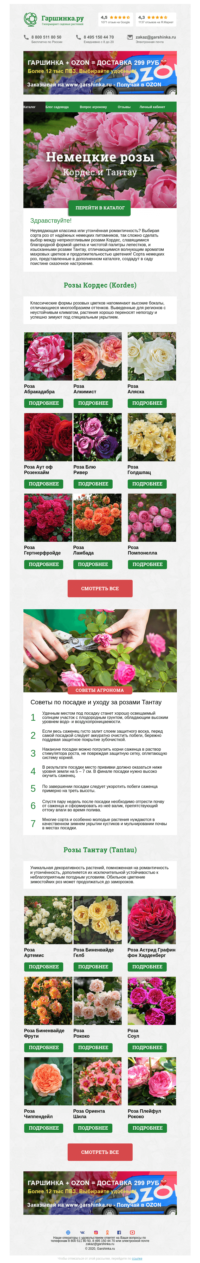 Письмо компании «Гаршинка.ру» на тему «🌹 Немецкие розы: Кордес и Тантау»