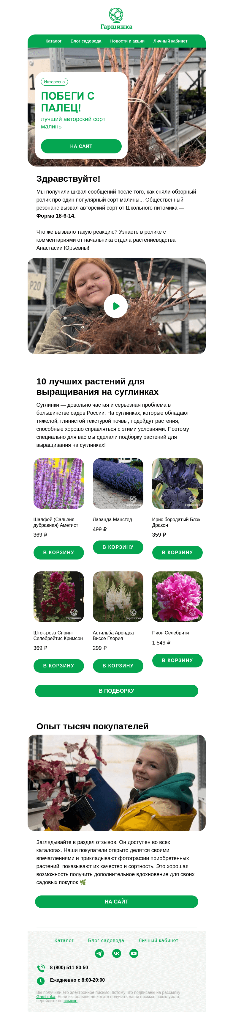 Письмо компании «Гаршинка.ру» на тему «[Видео] Лучший авторский сорт малины, толщина побегов с палец! 😱»