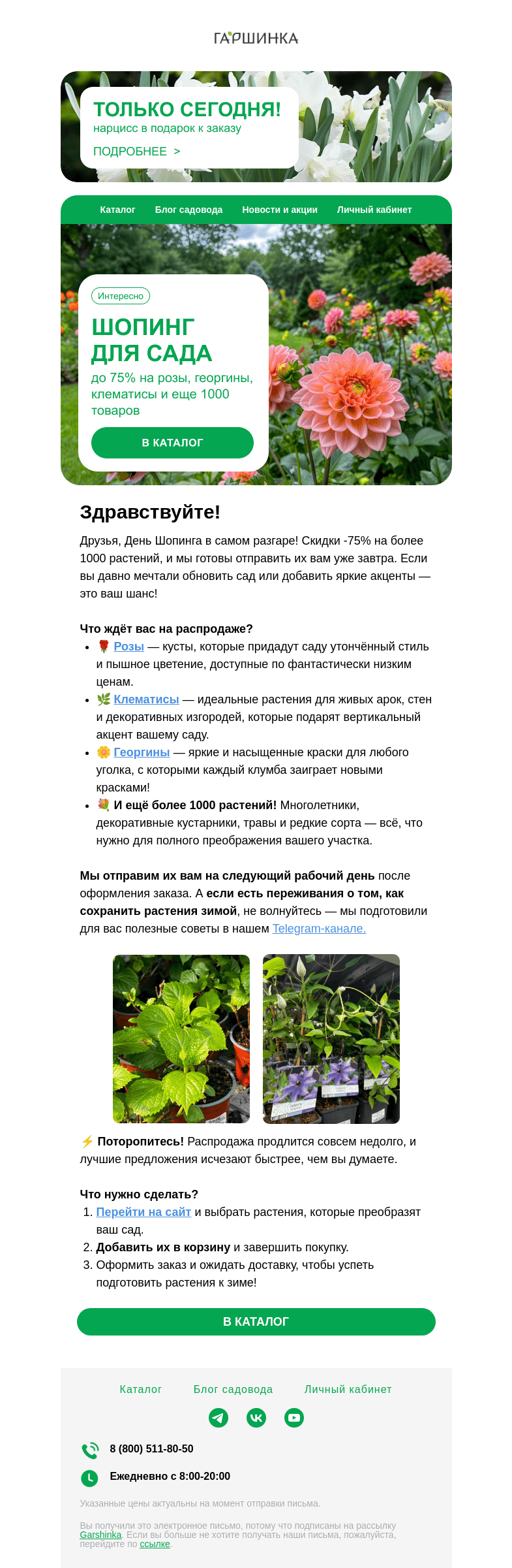 Письмо компании «Гаршинка.ру» на тему «🌸 Скидки до -75% на клематисы, розы, георгины и ещё 1000 товаров! День Шопинга в самом разгаре!»
