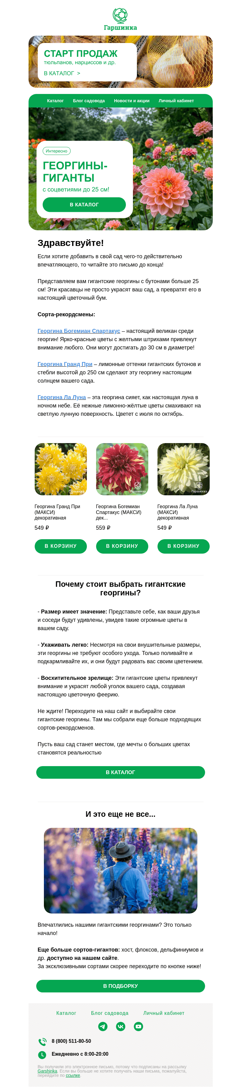 Письмо компании «Гаршинка.ру» на тему «🌸 Гигантские георгины для вашего сада | Бутоны от 25 см!»
