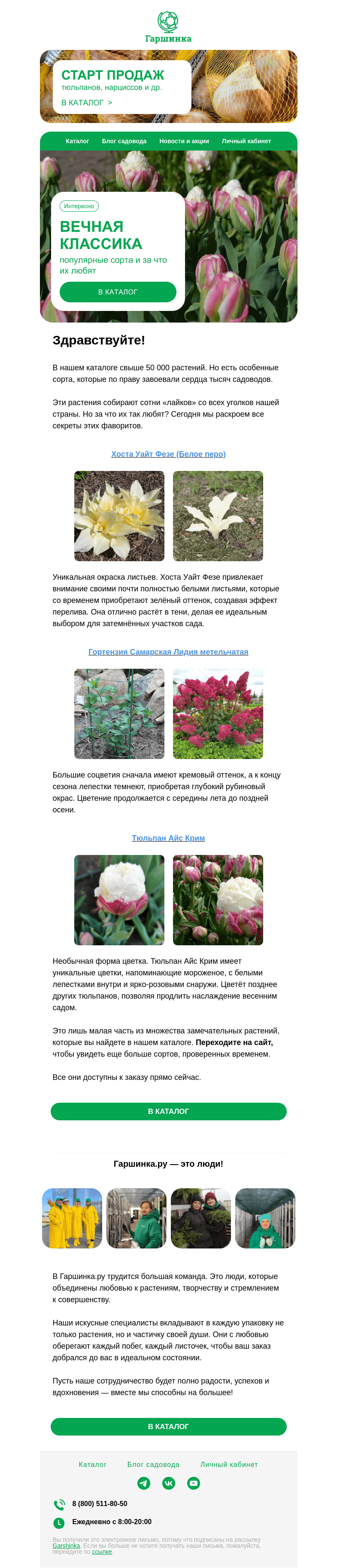 Письмо компании «Гаршинка.ру» на тему «🌹 Классика, проверенная временем | Популярные сорта и за что их любят»