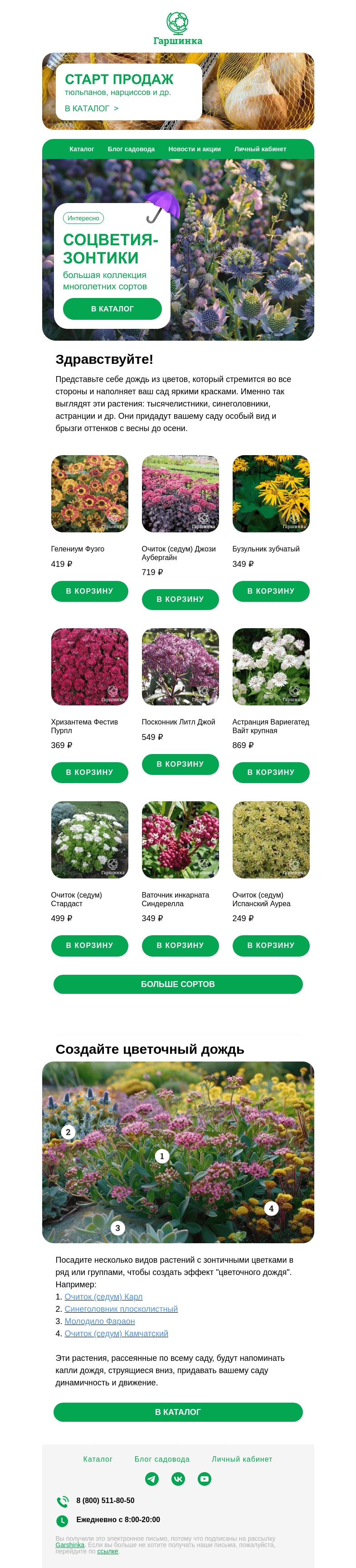 Письмо компании «Гаршинка.ру» на тему «🌺☂️ Соцветия-зонтики: большая коллекция многолетних сортов»